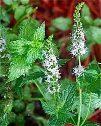 Image result for Mentha piperita