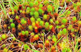 Attēlu rezultāti vaicājumam “Polytrichum juniperinum”