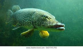 Image result for Esox lucius