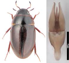 Attēlu rezultāti vaicājumam “Enochrus affinis”