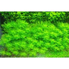 Attēlu rezultāti vaicājumam “Hottonia palustris fruit”