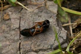 Attēlu rezultāti vaicājumam “Platydracus fulvipes”