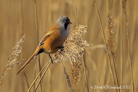 Attēlu rezultāti vaicājumam “Panurus biarmicus male”