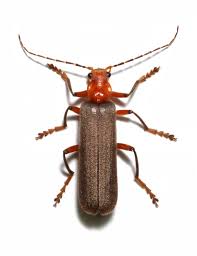 Attēlu rezultāti vaicājumam “Cantharidae”