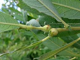 Attēlu rezultāti vaicājumam “Rabdophaga salicis”