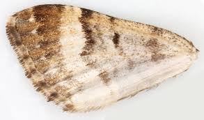 Attēlu rezultāti vaicājumam “Xanthorhoe biriviata”