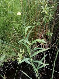 Attēlu rezultāti vaicājumam “Ranunculus lingua leaf”
