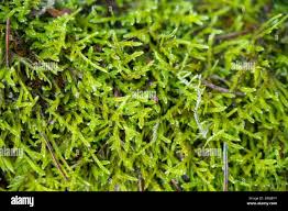 Attēlu rezultāti vaicājumam “Sciuro-hypnum curtum”