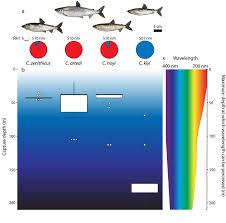 Image result for Coregonus artedi