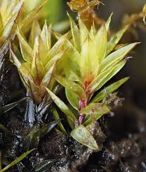 Attēlu rezultāti vaicājumam “Bryum”
