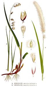 Attēlu rezultāti vaicājumam “Melica nutans flower”