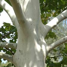 Attēlu rezultāti vaicājumam “Platanus x hispanica (syn. Platanus x acerifolia)”