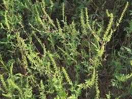 Attēlu rezultāti vaicājumam “Ambrosia artemisiifolia”