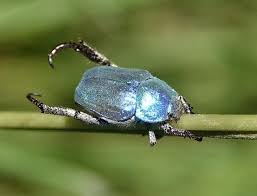 Attēlu rezultāti vaicājumam “Hoplia parvula”