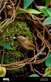Attēlu rezultāti vaicājumam “Troglodytes troglodytes nest”