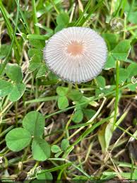 Attēlu rezultāti vaicājumam “Fuligo licentii”