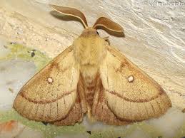 Attēlu rezultāti vaicājumam “Lasiocampa trifolii male”