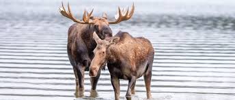 Attēlu rezultāti vaicājumam “Alces alces”