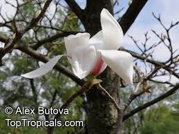 Attēlu rezultāti vaicājumam “Magnolia cylindrica”