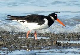 Attēlu rezultāti vaicājumam “Haematopus ostralegus adult”