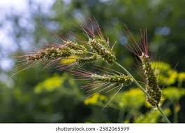 Attēlu rezultāti vaicājumam “Echinochloa crus-galli fruit”