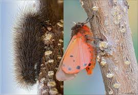 Attēlu rezultāti vaicājumam “Phragmatobia fuliginosa”