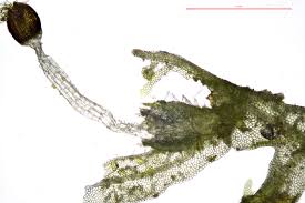 Attēlu rezultāti vaicājumam “Metzgeria violacea”