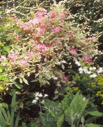 Attēlu rezultāti vaicājumam “Weigela praecox”