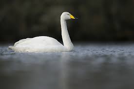 Attēlu rezultāti vaicājumam “Cygnus cygnus adult”