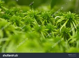 Attēlu rezultāti vaicājumam “Sphagnum girgensohnii”