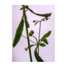 Attēlu rezultāti vaicājumam “Galium schultesii fruit”