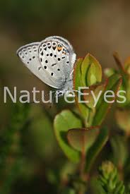 Attēlu rezultāti vaicājumam “Vacciniina optilete”