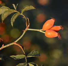 Attēlu rezultāti vaicājumam “Cribraria rubiginosa”