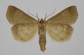 Attēlu rezultāti vaicājumam “Lygephila viciae”