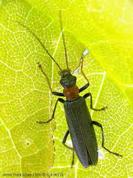 Attēlu rezultāti vaicājumam “Oedemera croceicollis”