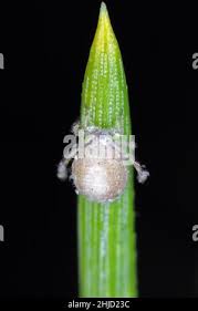 Attēlu rezultāti vaicājumam “Schizolachnus pineti”