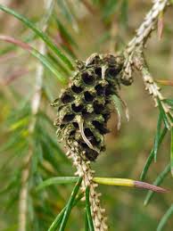Attēlu rezultāti vaicājumam “Sacchiphantes abietis”