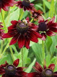 Image result for Sonnenhut