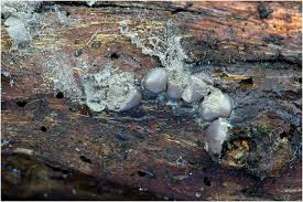 Attēlu rezultāti vaicājumam “Dianema depressum”