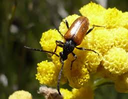 Attēlu rezultāti vaicājumam “Pseudovadonia livida”