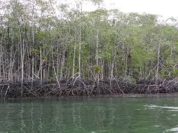 Image result for Styracura pacifica