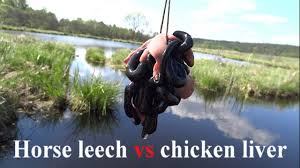 Attēlu rezultāti vaicājumam “Haemopis sanguisuga”