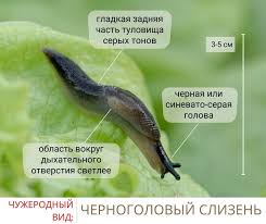 Attēlu rezultāti vaicājumam “Krynickillus melanocephalus”