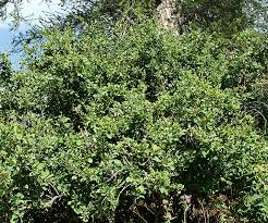 Attēlu rezultāti vaicājumam “Berberis vulgaris”