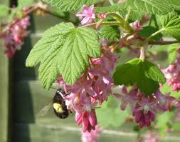 Attēlu rezultāti vaicājumam “Ribes nigrum flower”