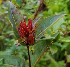 Attēlu rezultāti vaicājumam “Caprifoliaceae”