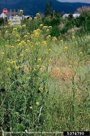 Attēlu rezultāti vaicājumam “Sisymbrium loeselii flower”