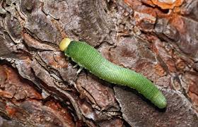 Attēlu rezultāti vaicājumam “Trichiosoma larva”