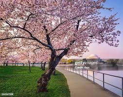 Image result for "cherry blossom" washington