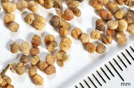 Image result for Feldsalat